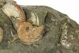 Fossil Ammonites (Jeletzkytes & Discoscaphites) - South Dakota #189344-2